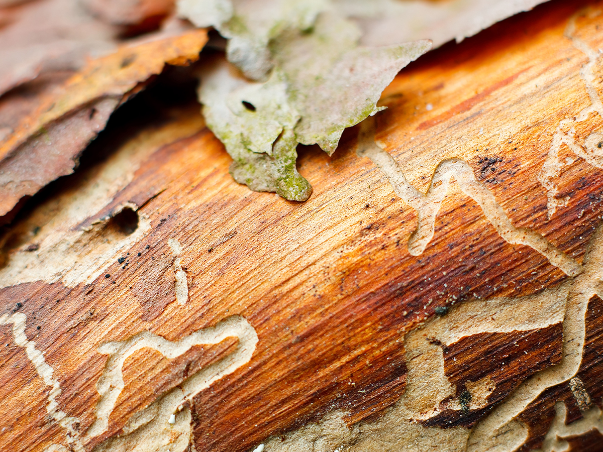 Home being damaged by insects