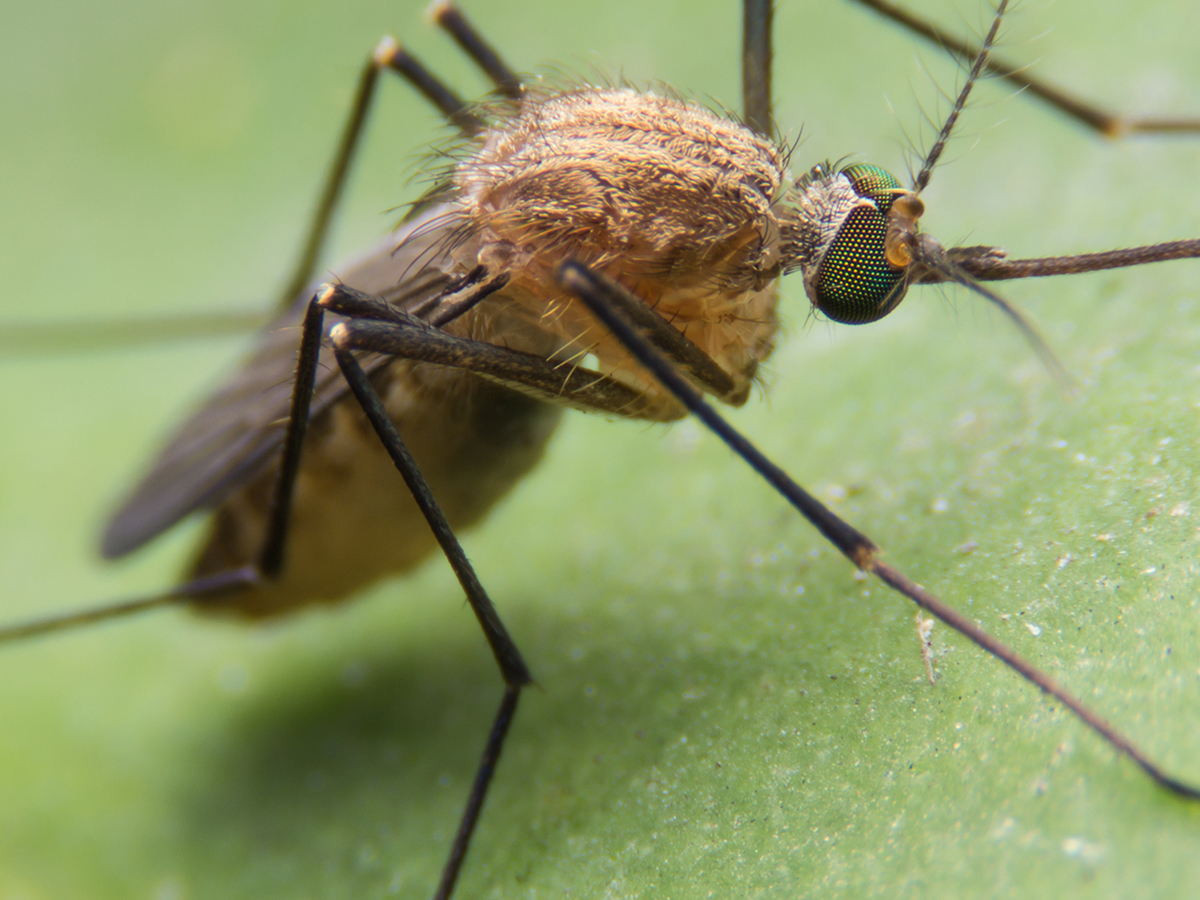 Close-up of a mosquito