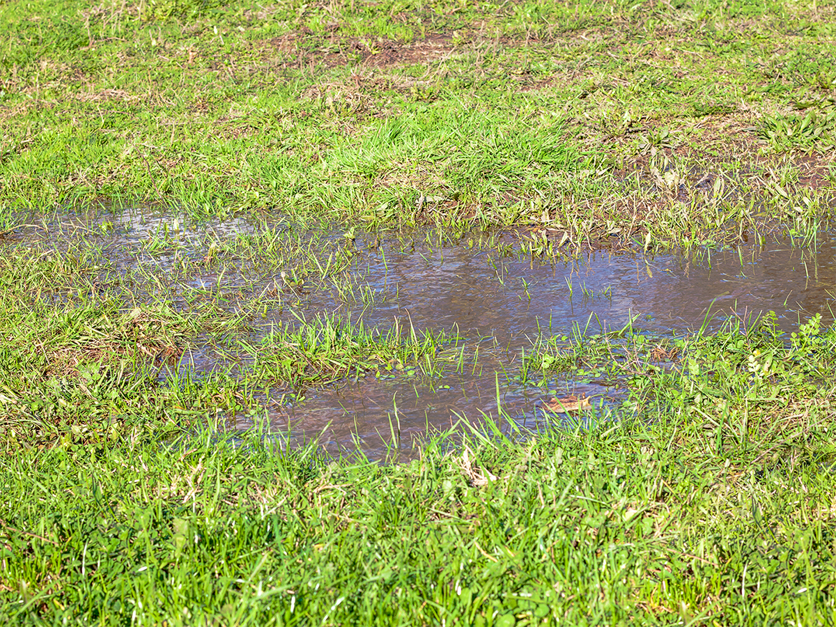 a puddle of standing water in yard