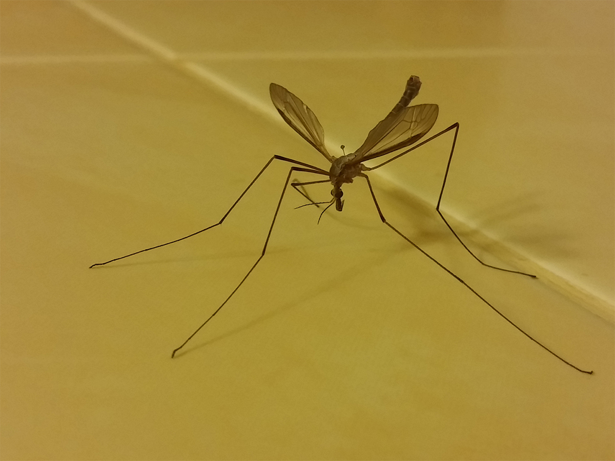 close-up of a mosquito