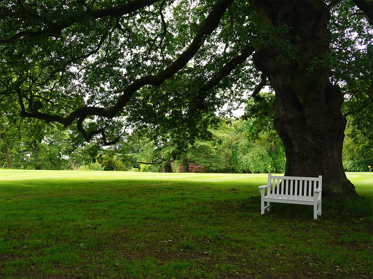 bench in a large shaded area in the backyard