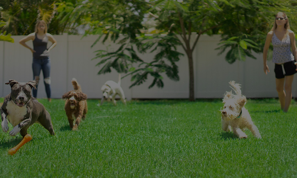 Dogs playing in the backyard